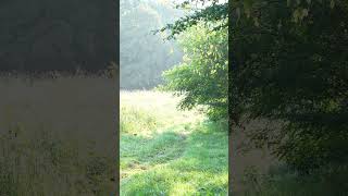 Forest Outskirts Summer Morning #forest #nature #summer