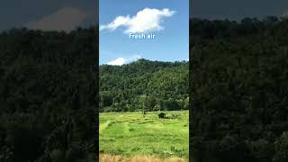 Bukid