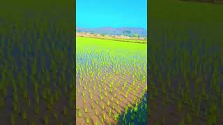 #farming #crop #agriculture #happy #newfolksongs2024