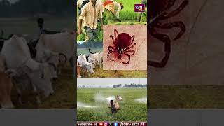 Farmers be careful with this insect #108tvtelugu #farming #pestiside #viralvideo #trendingshorts ...