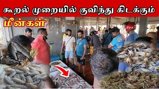 யாழில் கூறல் முறையில் மீன்கள் விற்கப்படும் இடம் | Jaffna 