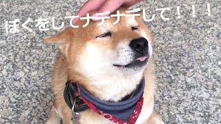 【面白い動画】 かわいい犬 - 最も面白くてかわいいワンちゃんたちの動画集。これで笑えない訳がないw