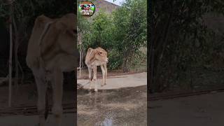 Cute Calf Calling for Mother 🐄❤️ #calfsound #villagevideo #farmanimals #rurallife #cowlove