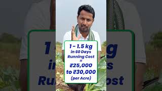 राजू 1 का 10 करने वाली Scheme🤑💰 #indianfarmer #shorts