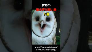 世界の鳴き声が怖い鳥5選#動物 #animals #雑学 #shorts