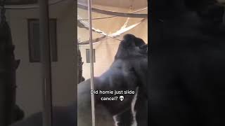 #houseofhighlights #gorilla #hoh #animals #hohshowdown #funny