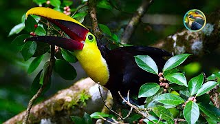 Wildlife Adventure in the Heart of PANAMA