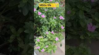 Day in teg Life of a Mbbs student I study +hustle 🔥🔥#mbbsstudent