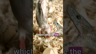 Advanced Emergency Care for Snakebites at Yashoda Hospital | Yashoda Hospital & Cancer Institutes