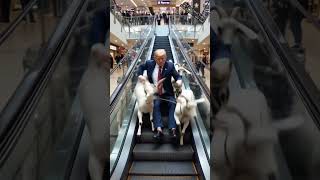 When Goats Say ‘Nope’ to Trump🤣😝 #GoatComedy#FunnyAnimalMoment#StubbornGoats#youtubeshorts
