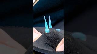 オニダルマオコゼの刺傷テスト！