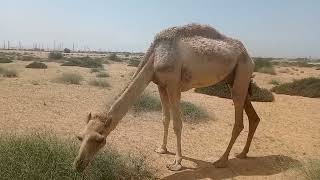 Camel eating thorn bush in Desert 🏝️🏜️🏜️🏝️🏝️