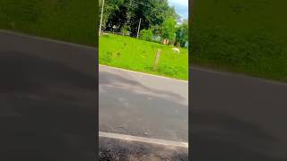 Short #shorts#youtubeshorts#uoloashorts#viralshorts#