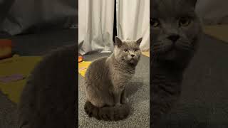 #cutecat #cats #mypet #britishshorthair #britishshorthaircat