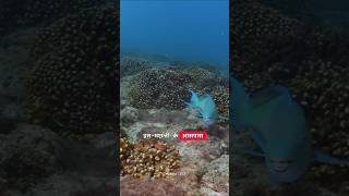पत्थर पीसने वाली मछली। Parrotfish। Science facts। Stone fish। #facts #science #amazingfacts