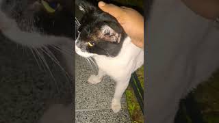 #petlover #cat #ailurophile #randomcat@park #cataholic #catophile #stressburster