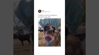#shortschallenge#shortsfunny#shortscomplications#shortsclip#shorts#shortsapp#shortsbeta#animals