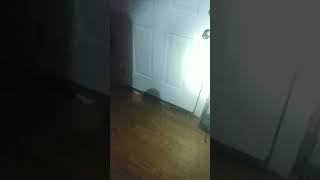 Damn dog