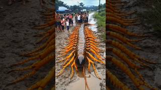 Small to big animal transformation ☠️