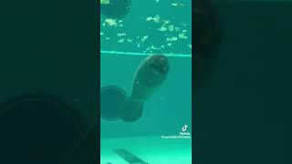 マナティさん、自分のう○こを食べてしまう…