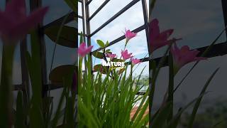 অনেক সুন্দর 🌸 #shorts  #youtubeshorts  #shortvideo  #short  #viral  #nature  #beautiful  #ytshorts