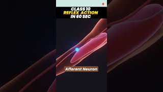 Reflex Action in 60 Seconds | Class 10 Biology | CBSE 2024 #vedantuclass10