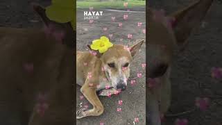 pookie kutta।  🐶🐕।  Illusion of clouds।