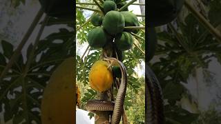 😮 A big cobra snake is eating papaya #cobrasnake #snakevideo
