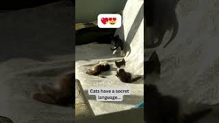 Decoding Cat Language: Meows, Purr-vitations, and Zoomies! 🐾🗣️ #cat #catlife #fyp
