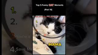 Top 5 Funny Cat Moments 😂 | Cats 2025 Part 14