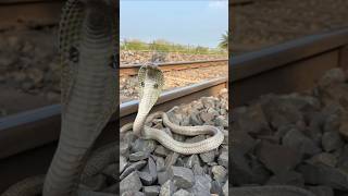 A beautiful cobra snake is spotted in the morning #snakevideo #cobrasnake