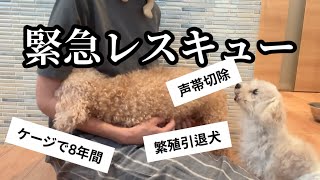 【実録】繁殖引退犬を迎えた7日間の変化
