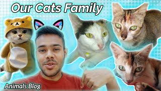 Our Cats Family | Pet & Animal Vlog | Mojar Chele Babu