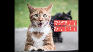動物をなめちゃいけない。かわいい動物たちの反逆動画集。危機一髪のひやひや動画です。