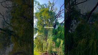 visual diary - a willow tree in the wind