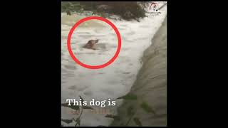 fearless pain INSPIRING ACT OF A MAN 💖🙏 | Help Needy People | Social Awareness Video