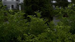 Calm Rainfall and Lush Nature The Perfect Time to Relax