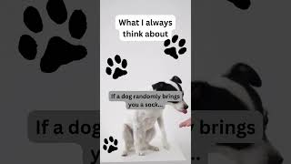 Socks, Toys, and Surprises: The Dog Contribution! 🧦🐶