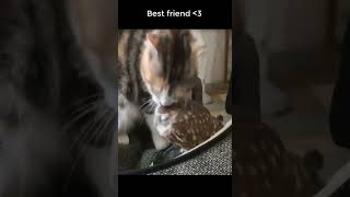 Best friend !! #cats #catslovers #smartcat #cutecat #You Must Know #viral story #Wonderbot