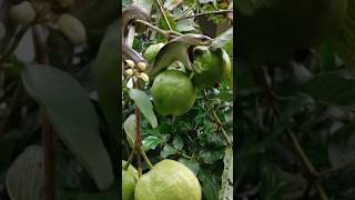 😮 The big cobra snake is trying to eat guava #cobrasnake #snakevideo