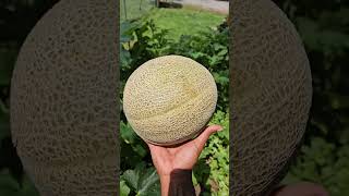 😆😆 I couldn't help but use this audio #gardeningtherapy #harvesting