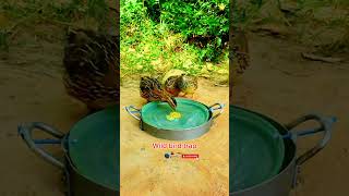 Wild bird trap. #wildlife #consumer #birds #shorts #youtubeshorts #naturephotography #memes