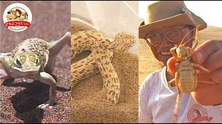 【千石正一先生】世界最古の砂漠で奇妙なヘビやトカゲが舞い踊る！ナミブ砂漠を大調査（前編）【どうぶつ奇想天外／WAKUWAKU】