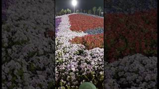 Flower exhibition Yanbu city #saudiarabia #flowers