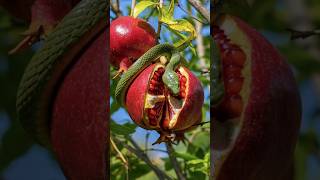beautiful tree snake is eating pomegranate #snakevideo #snakeshorts