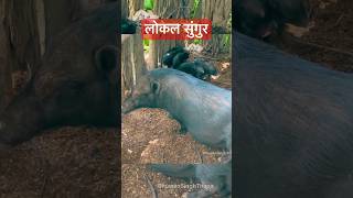 Local Pig #villagevideo #pig #shorts