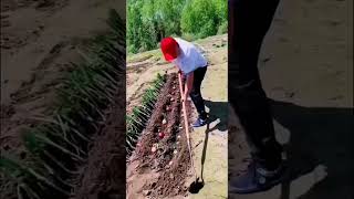 Framing the Harvest Season | #HarvestSeason #Agriculture #Harvest #YouTubeShorts