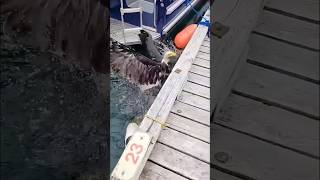 The Eagle’s Gratitude:A Tale of Rescue and Return #shorts #animals #eagle #healing #love