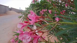 HD FLOWERS SHORT CLIP
