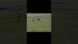 Tiger vs Dog vs Lion #animals #wildlife #tranding #lion #viral #ytshorts #wildlifeshorts #nature